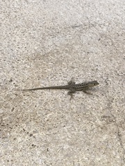 Microlophus indefatigabilis