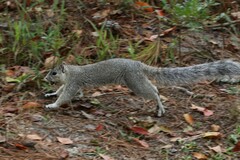 Sciurus niger cinereus