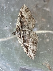 Costaconvexa centrostrigaria