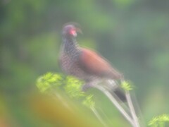 Patagioenas speciosa