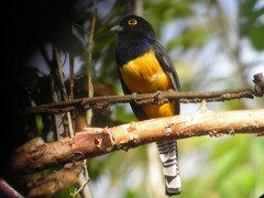 Trogon caligatus