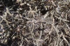 Cylindropuntia ramosissima
