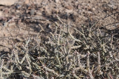 Cylindropuntia ramosissima