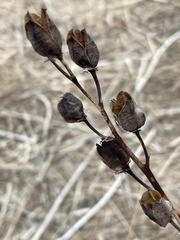 Camassia quamash