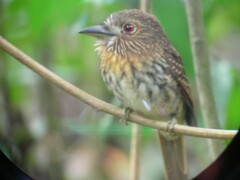 Malacoptila panamensis