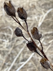 Camassia quamash