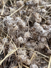 Psilocarphus tenellus