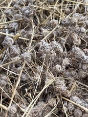 Psilocarphus tenellus