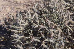 Cylindropuntia ramosissima