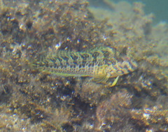 Parablennius pilicornis