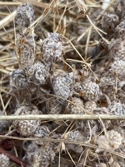 Psilocarphus tenellus