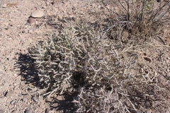 Cylindropuntia ramosissima