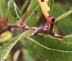 Salix laevigata