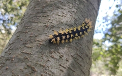 Leucanella viridescens