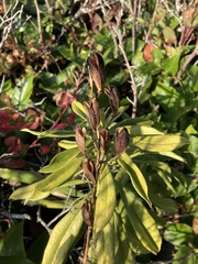 Camassia leichtlinii