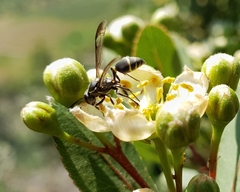 Myrapetra
