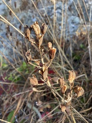 Camassia leichtlinii