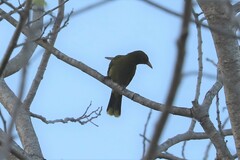 Oriolus flavocinctus