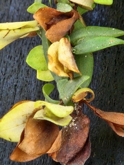 Hypericum hypericoides