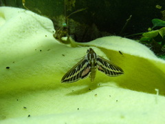 Hyles livornicoides