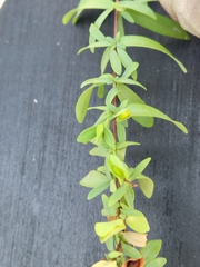 Hypericum hypericoides