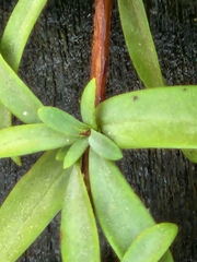 Hypericum hypericoides