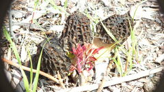 Morchella importuna