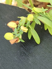 Hypericum hypericoides
