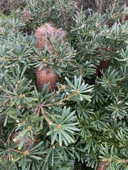 Banksia collina