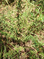 Hypericum hypericoides