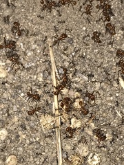 Pogonomyrmex