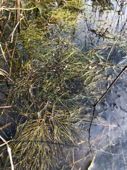 Potamogetonaceae
