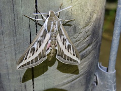 Hyles livornicoides