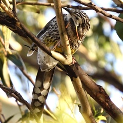 Anthochaera paradoxa