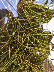 Potamogetonaceae