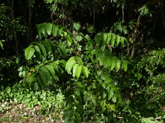 Polyscias australiana