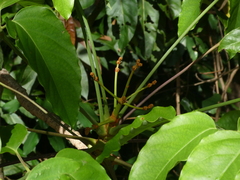 Polyscias australiana