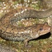Blue Ridge Blackbelly Salamander - Photo (c) Ty Smith, some rights reserved (CC BY-NC), uploaded by Ty Smith