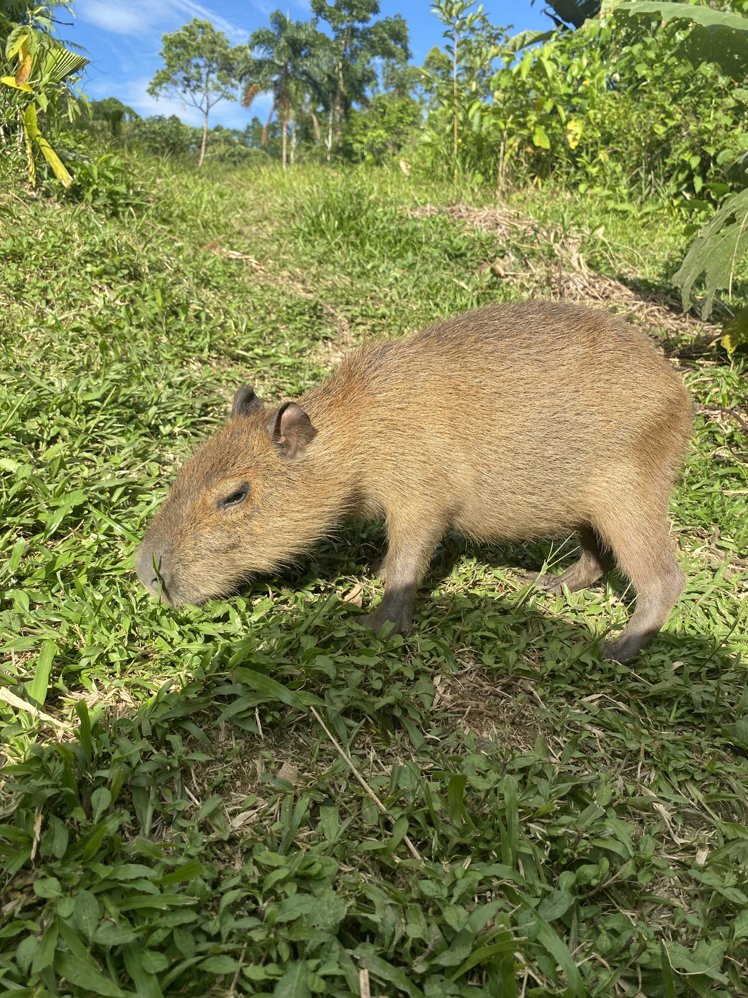 Capibara Grande- Hydrochoerus hydrochaeris · NaturaLista Mexico