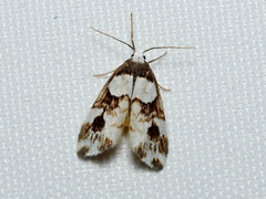 Thallarcha phalarota