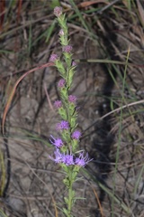 Liatris bracteata