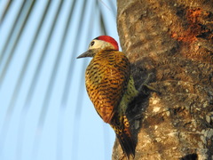 Colaptes punctigula