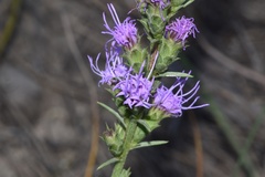 Liatris bracteata