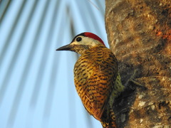 Colaptes punctigula
