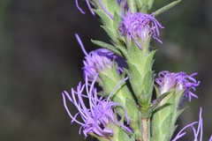 Liatris bracteata
