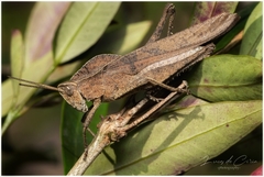 Xyleus discoideus