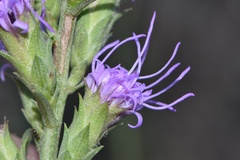 Liatris bracteata