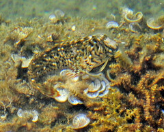Parablennius sanguinolentus