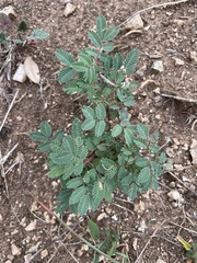 Mimosa aculeaticarpa