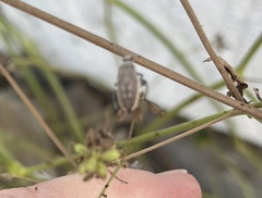 Catorhintha